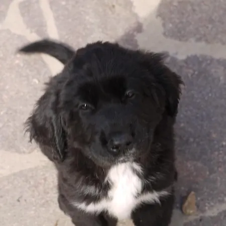 Su Trabi
